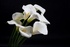 Beautiful lines and shapes of white elegant calla lilies flowers on a black .Funeral floristry